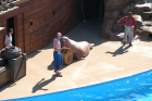 thumbs/seaworld 059.png